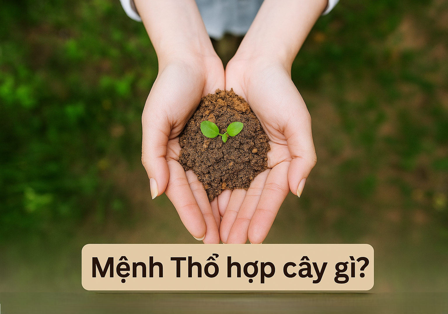 Mệnh Thổ Hợp Cây Gì? Top 10 Cây Phong Thủy Mang Lại May Mắn Và Thịnh Vượng Cho Người Mệnh Thổ
