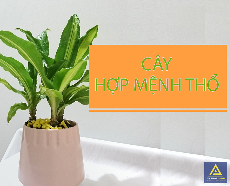 Mệnh Thổ Hợp Cây Gì? 12 Loại Cây Hợp Mệnh Thổ Hút Tài Lộc