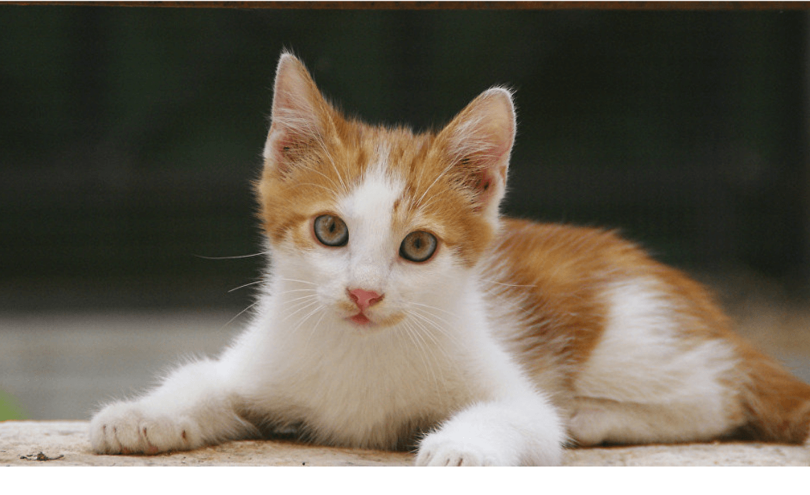 Sinh Năm 1987 Mệnh Gì? Tuổi Làm Ăn Hợp Với 1987 Năm 2024