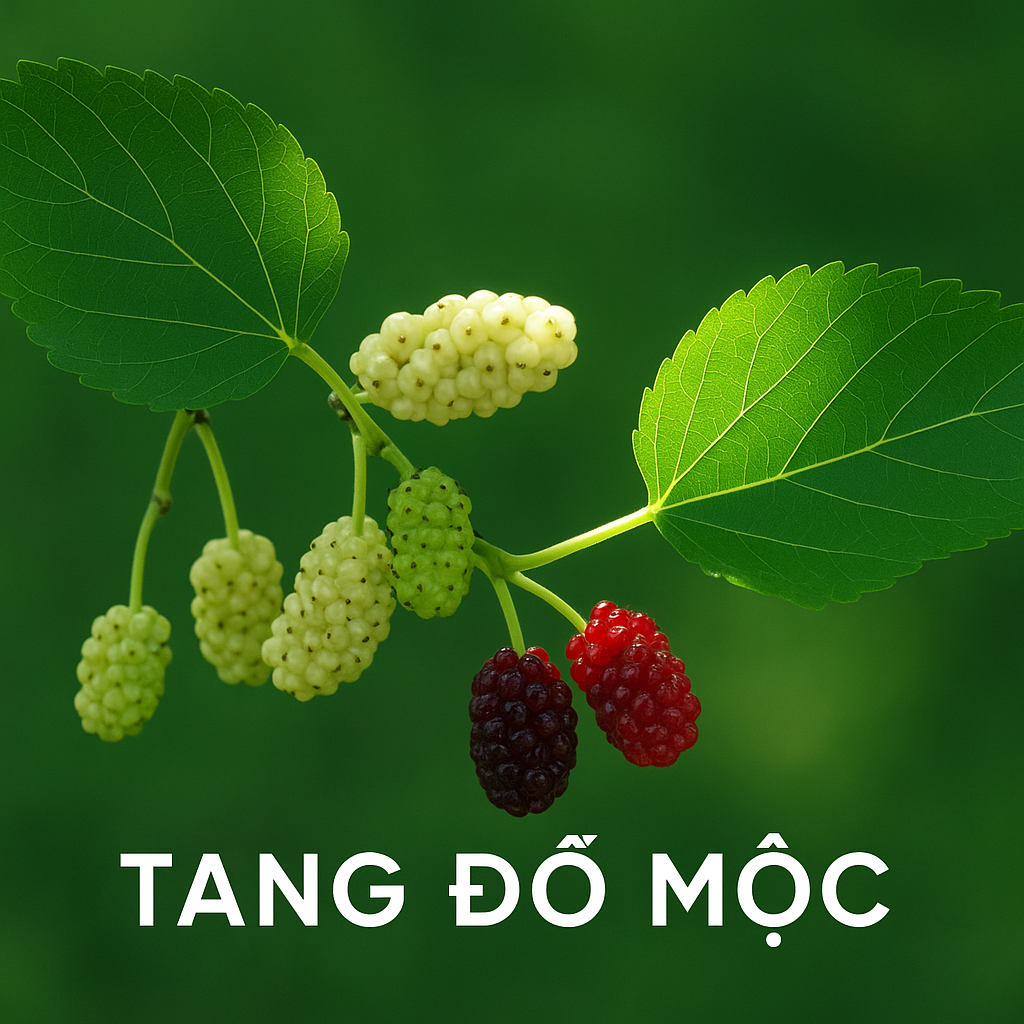 Tang Đố Mộc Là Gì? Khám Phá Màu Sắc, Hướng Nhà Và Vật Phẩm May Mắn