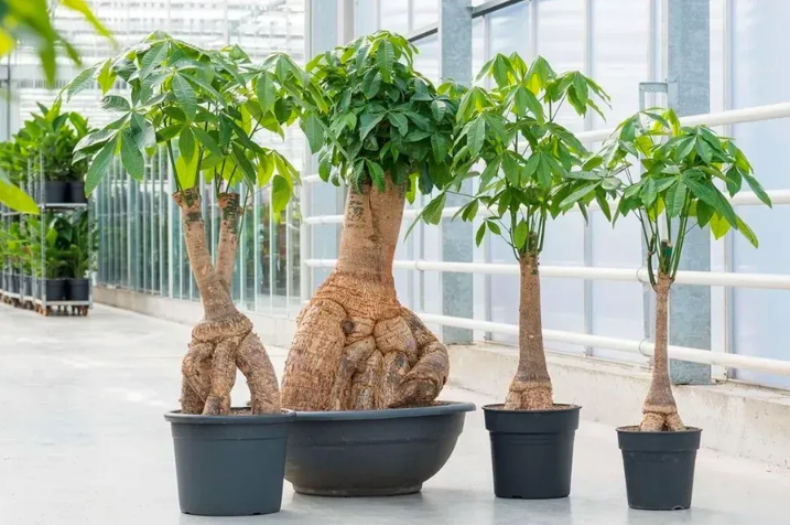 Cây Kim Ngân Hợp Mệnh Gì? Cách Chọn Cây Phong Thủy Hút Tài Lộc