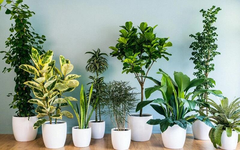 15 Cây Phong Thủy Hợp Mệnh Mộc Giúp Gia Chủ Hút Tài Lộc, Vượng Khí