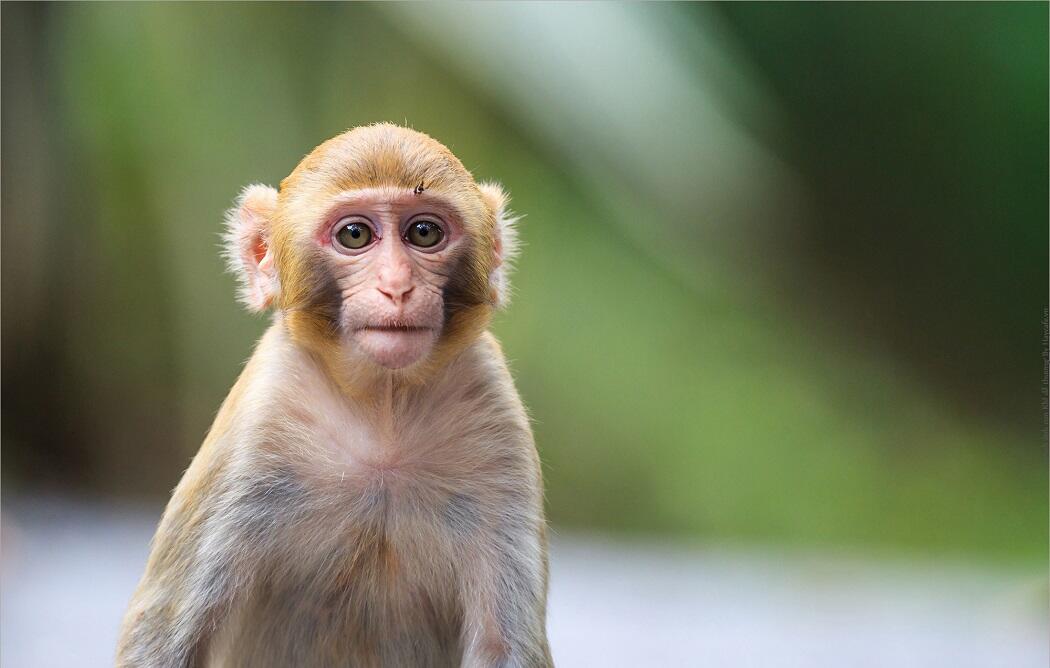 1980 Tuổi Con Gì? Gia Chủ 1980 Xây Nhà Năm 2025 Được Không?