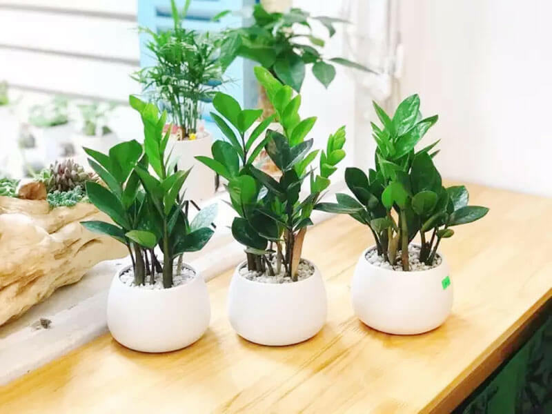 Nữ Mệnh Kim Trồng Cây Gì Trong Nhà Vừa Dễ Chăm Vừa Tăng Tài Vận?