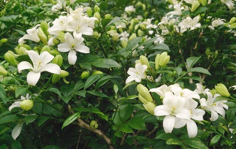 Cây Nguyệt Quế Hợp Mệnh Gì? Cách Trồng Và Chăm Sóc Để Rước Tài Lộc, May Mắn