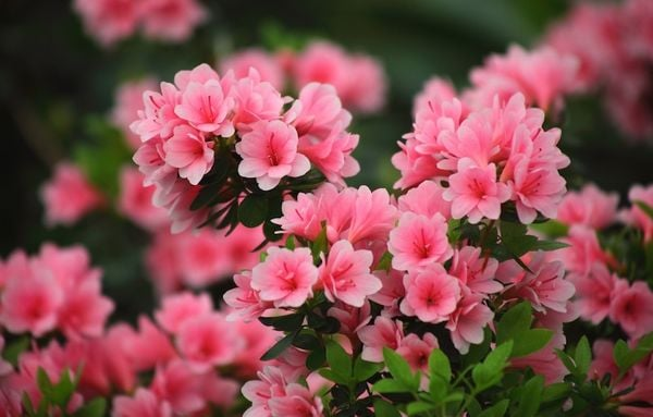 Hoa Đỗ Quyên Hợp Mệnh Gì? Ý Nghĩa Của Hoa Đỗ Quyên Trong Phong Thuỷ