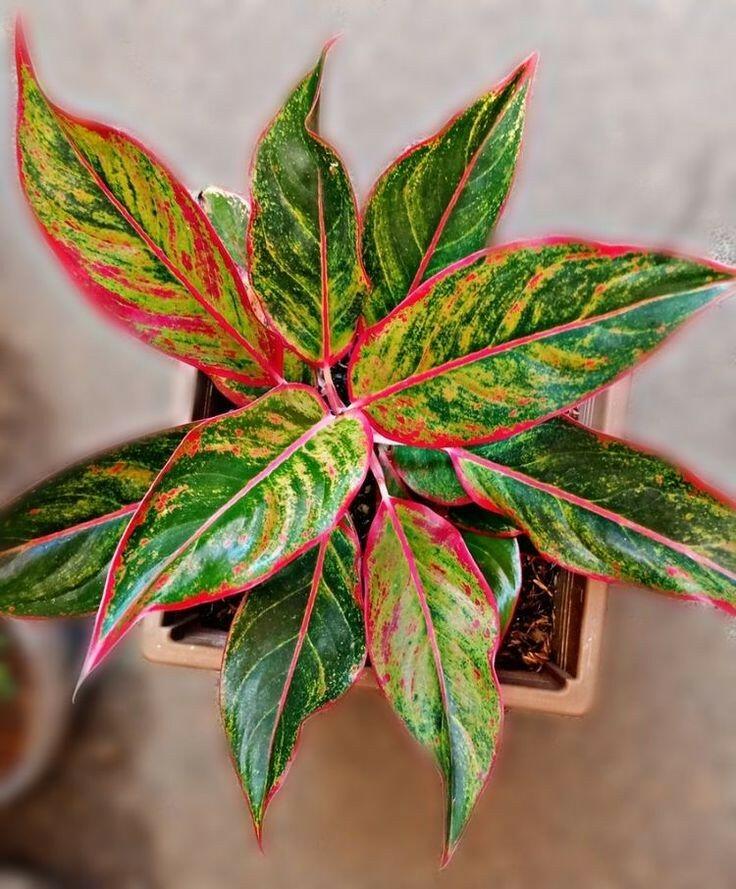 Cây Phú Quý Hợp Mệnh Gì? Ai Nên Trồng Để Rước Lộc Vào Nhà?