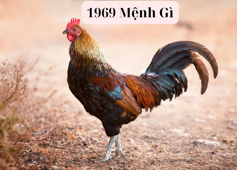 1969 Mệnh Gì? Khám Phá Màu Hợp, Hướng Nhà Tốt Và Tử Vi 2025