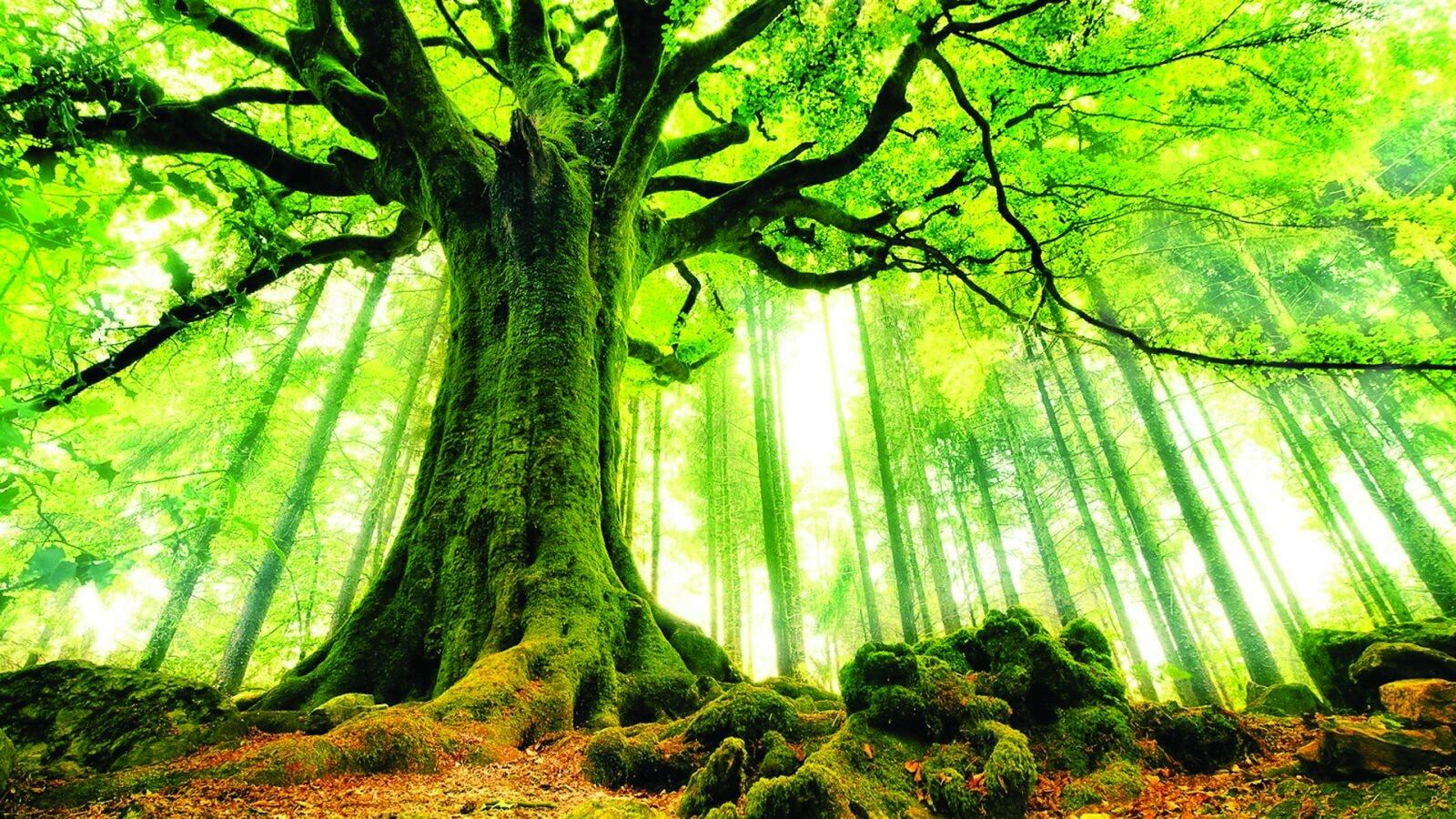 Bình Địa Mộc Là Gì? Giải Mã Ý Nghĩa Và Năm Sinh Theo Phong Thủy