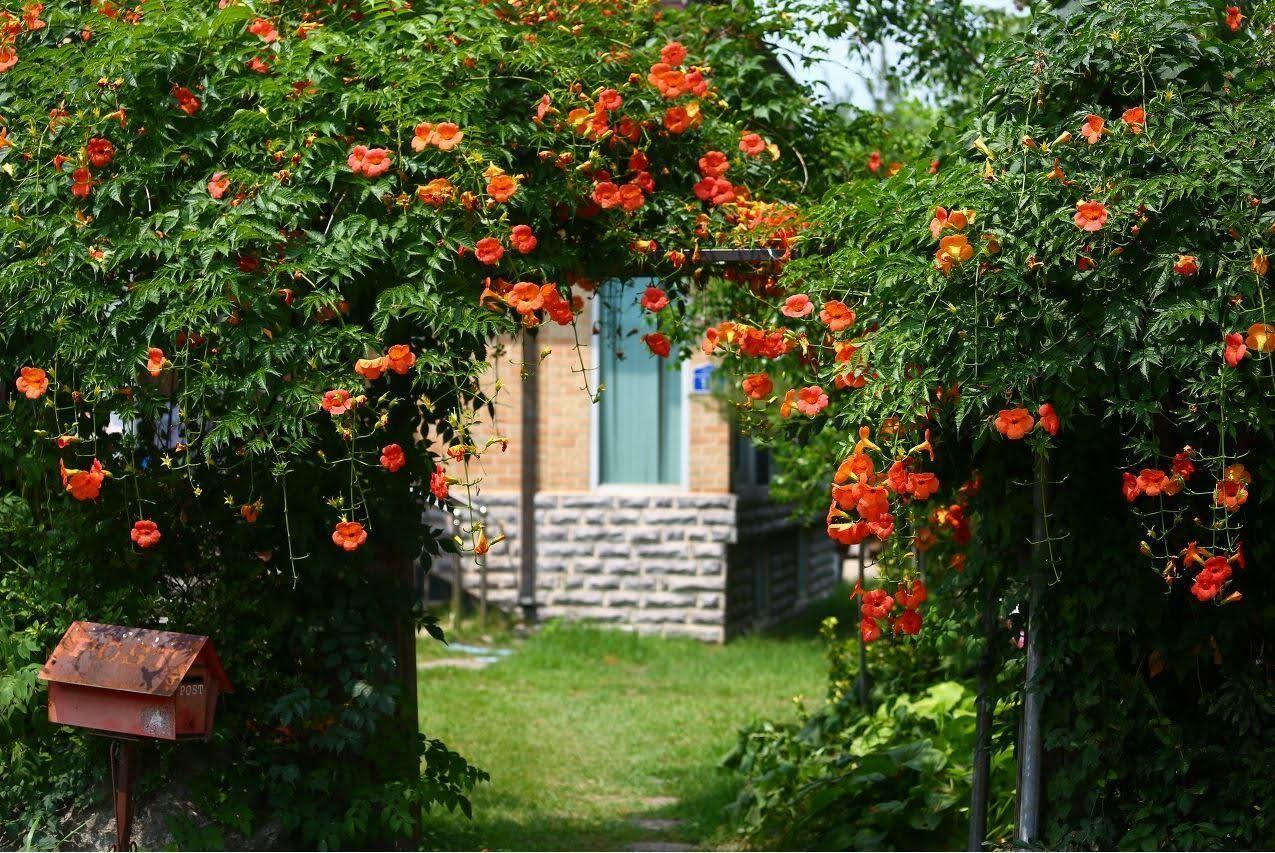 7 Mẫu Giàn Hoa Leo Trước Cổng Đẹp, Dễ Chăm Sóc