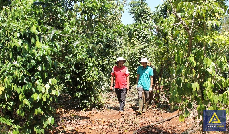 Hướng dẫn, giúp đỡ người dân sử dụng đất hiệu quả cũng là trách nhiệm của cơ quan quản lý